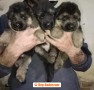 cuccioli-di-pastore-tedesco-small-0