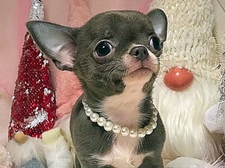 Cuccioli Chihuahua Pedigree