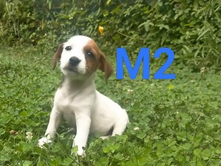 Cuccioli di jack russel