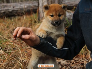 Shiba-inu cuccioli