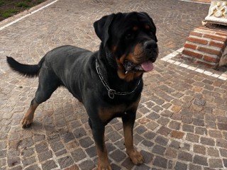 Rottweiler