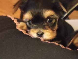 Yorkshire Terrier (Yorkie) cuccioli