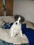 jack-russell-lisci-small-0