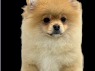 Spitz Tedesco Nano Pomerania