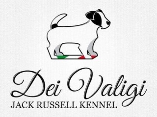 Allevamento Jack Russell Dei Valigi