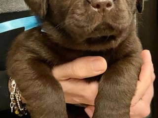 SPLENDIDI CUCCIOLI DI LABRADOR RETRIEVERS CHOCOLATE PURO