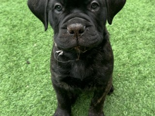 Cuccioli di Bullmastiff