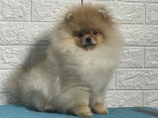 Pomerania