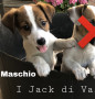 jack-russell-cuccioli-pedigree-enci-small-1