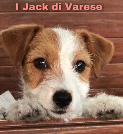 jack-russell-cuccioli-pedigree-enci-big-0