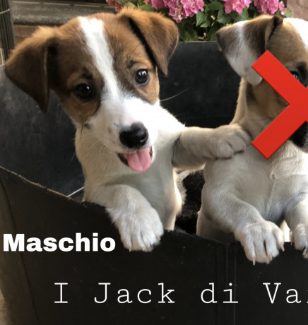 jack-russell-cuccioli-pedigree-enci-big-1