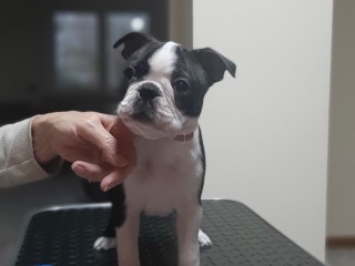 Boston terrier con pedigree