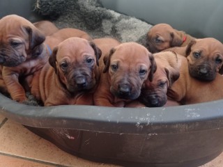 Cuccioli Rhodesian Ridgeback