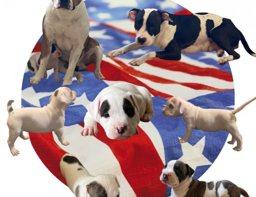 Cuccioli di pitbull American pitbull terrier