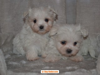 MALTESI CUCCIOLI CON PEDIGREE