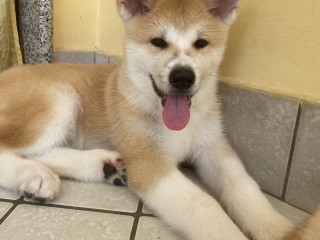 Cuccioli di Akita inu giapponese