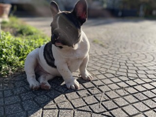 Bouledogue francese cuccioli