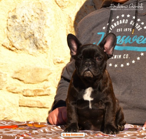 Cuccioli di bulldog francese, Rieti