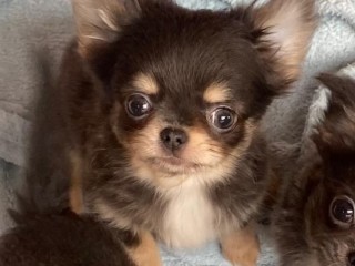 Chihuahua blue tan Pedigree ENCI