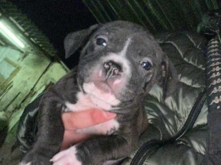 American pitbull terrier UKC