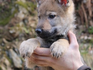 CUCCIOLI DI CANE LUPO CECOSLOVACCO