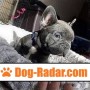 grigio-cuccioli-di-bulldog-francese-small-2