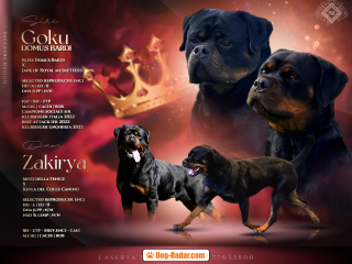 Rottweiler cuccioli alta Genealogia