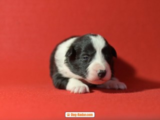 Cuccioli Border Collie