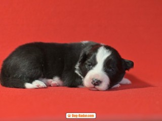 Cuccioli Border Collie