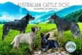 australian-cattle-dog-small-3