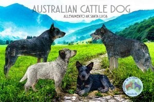 australian-cattle-dog-big-3