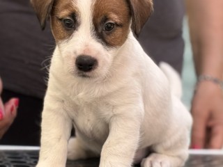 Cuccioli di Jack Russell Terrier