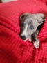 levrieri-whippet-small-1