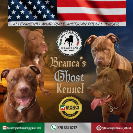 brancas-ghost-kennel-american-pitbull-terrier-ukc-big-0