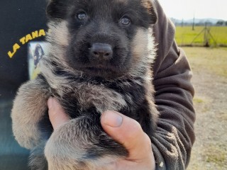 Vendesi cuccioli di pastore tedesco