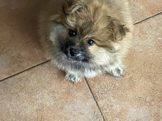 Cucciolo Spitz Pomerania