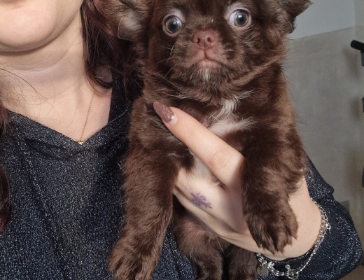 Chihuahua maschio 2 mesi