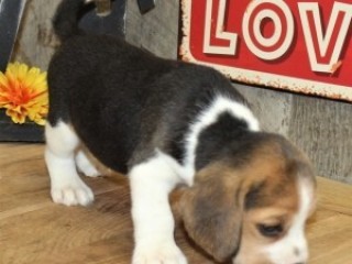 Cuccioli di beagle in vendita