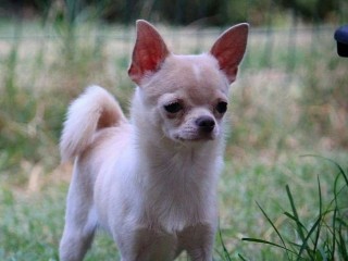 Stallone Chihuahua per monta