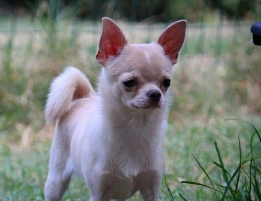 Stallone Chihuahua per monta