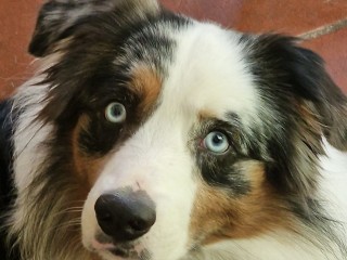 Australian Sheppard cerca compagna