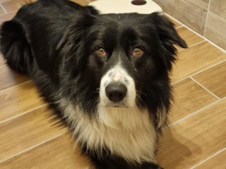 Border collie cerca compagna