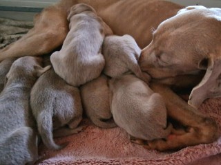 Weimaraner cuccioli scodinzolandia kennel enci fci