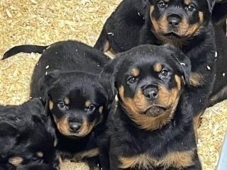 Cuccioli rottweiler