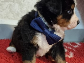 Bovaro del bernese: splendidi cuccioli con altissima genealogia - ultime disponibilità