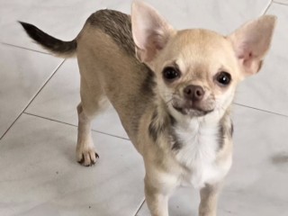 Chihuahua femmina a pelo corto