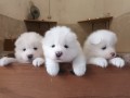 cuccioli-samoiedo-small-4
