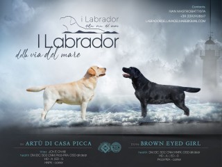 Cuccioli Labrador Retriever da Allevamento riconosciuto Enci Fci