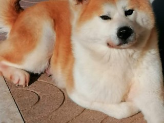 Ultimo cucciolo di Akita Inu Disponibile