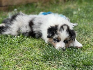 Australian Sheperd